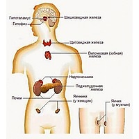 Бад для эндокринной системы