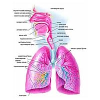 Бад для дыхательной системы