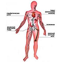 Бад системы кроветворения